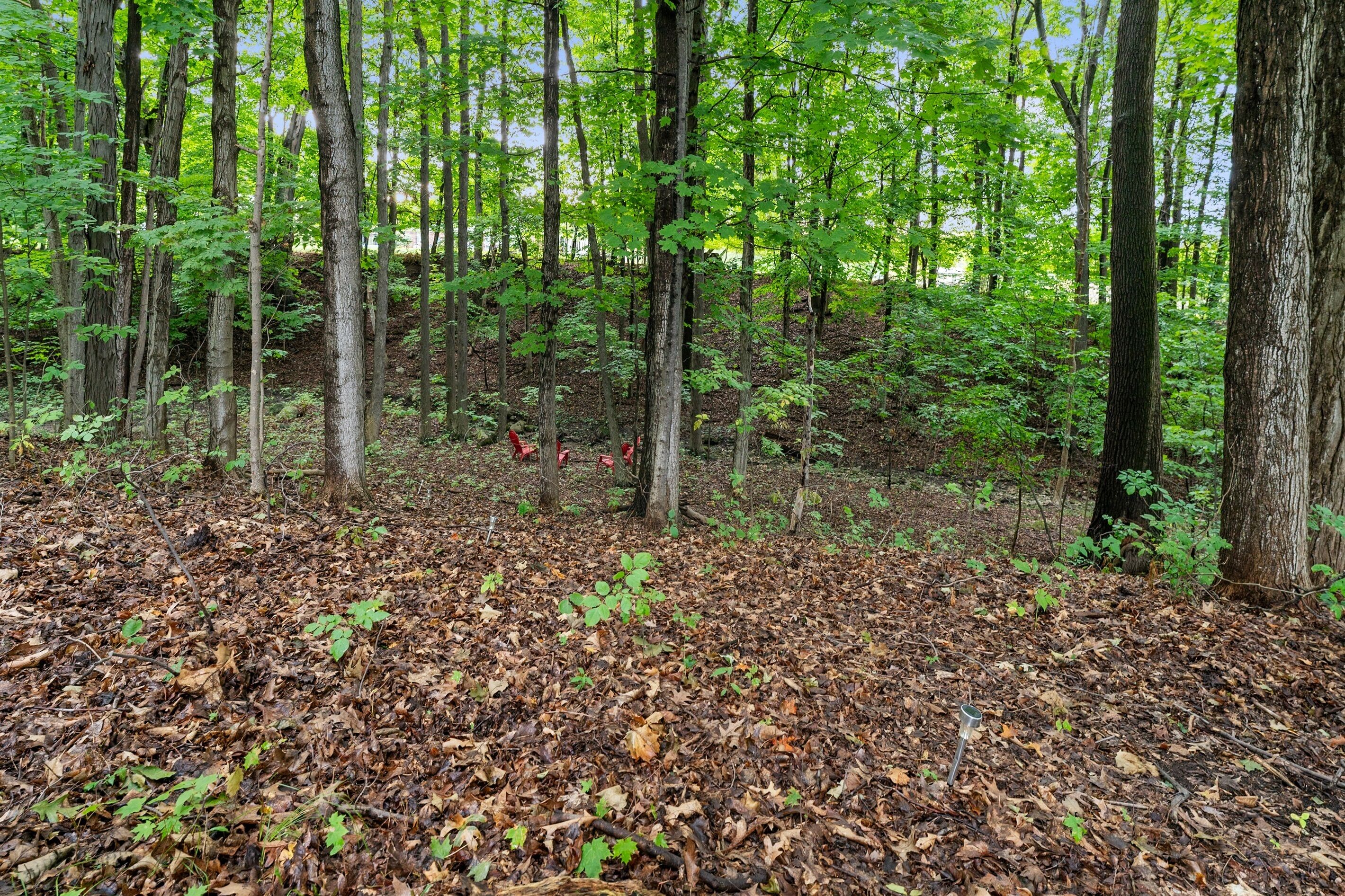 A forested area with dense trees and a ground covered in dry leaves.
