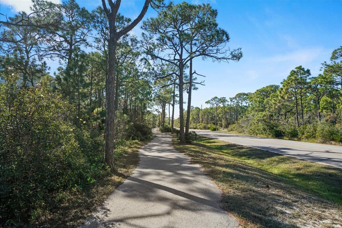 A paved pathway flanked by tall pine trees and dense shrubbery, leading to a road.