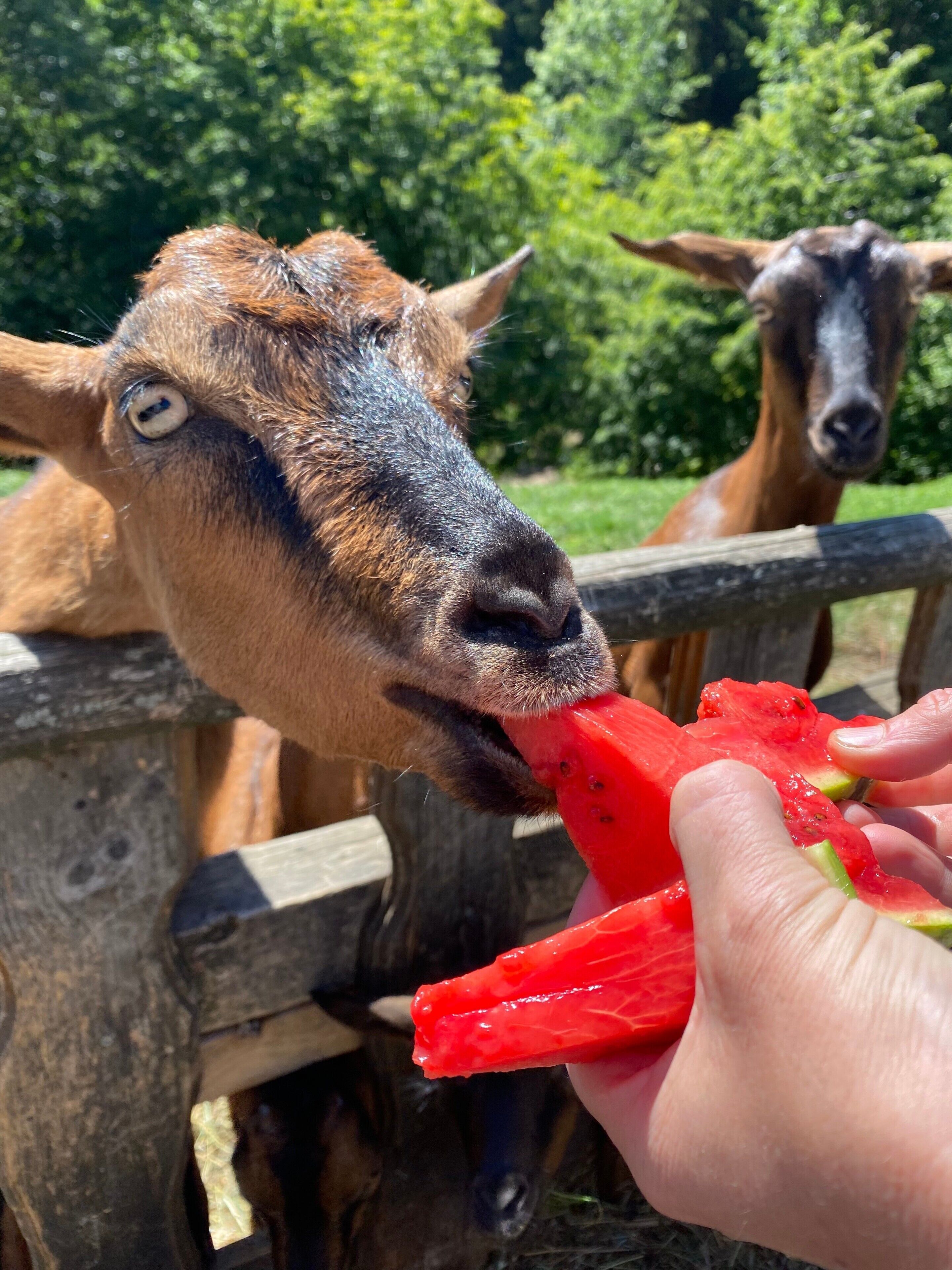 A close-up of a goat eating a red fruit, with another goat in the background.
