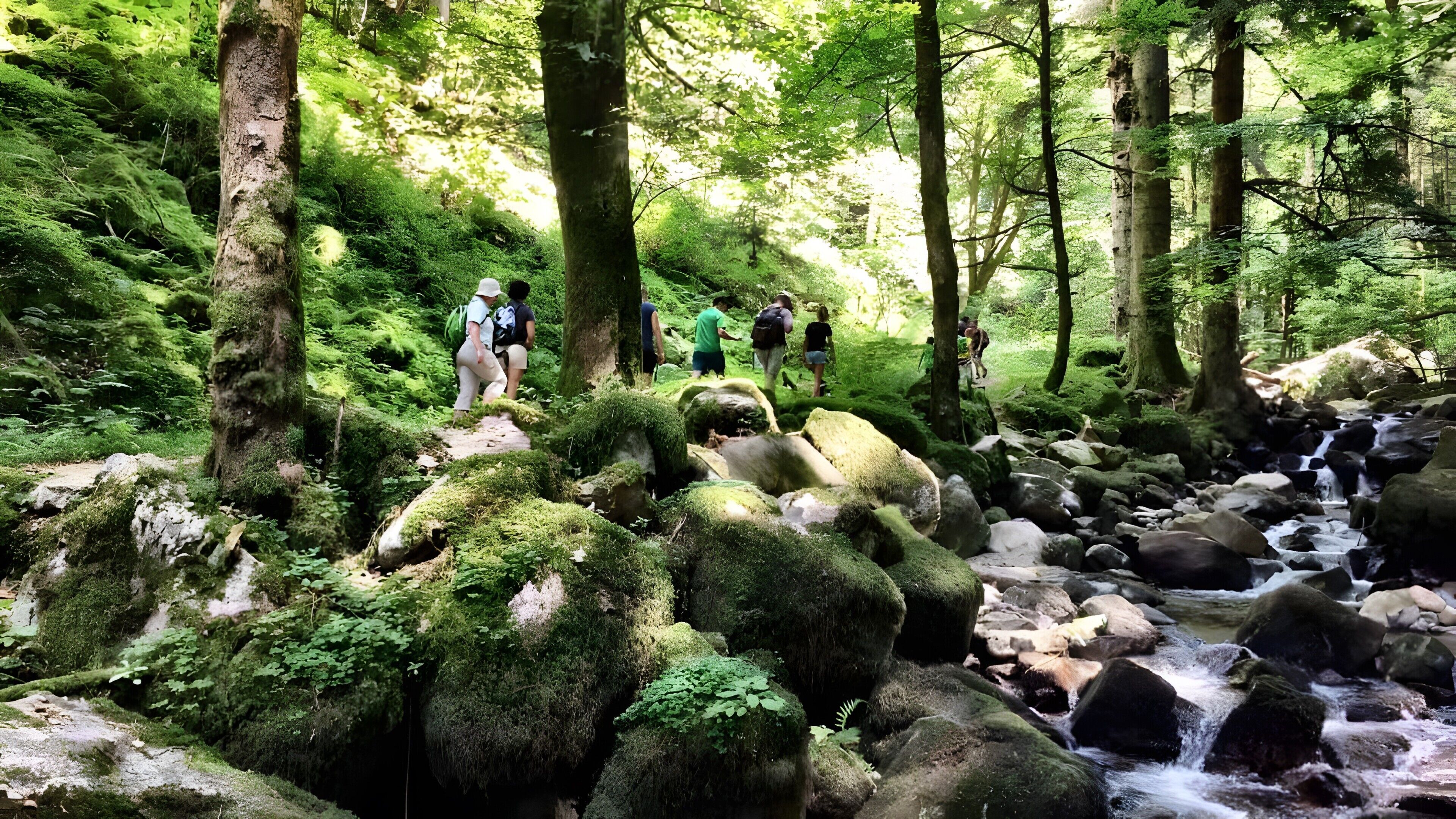 A forested area with a stream and hikers.