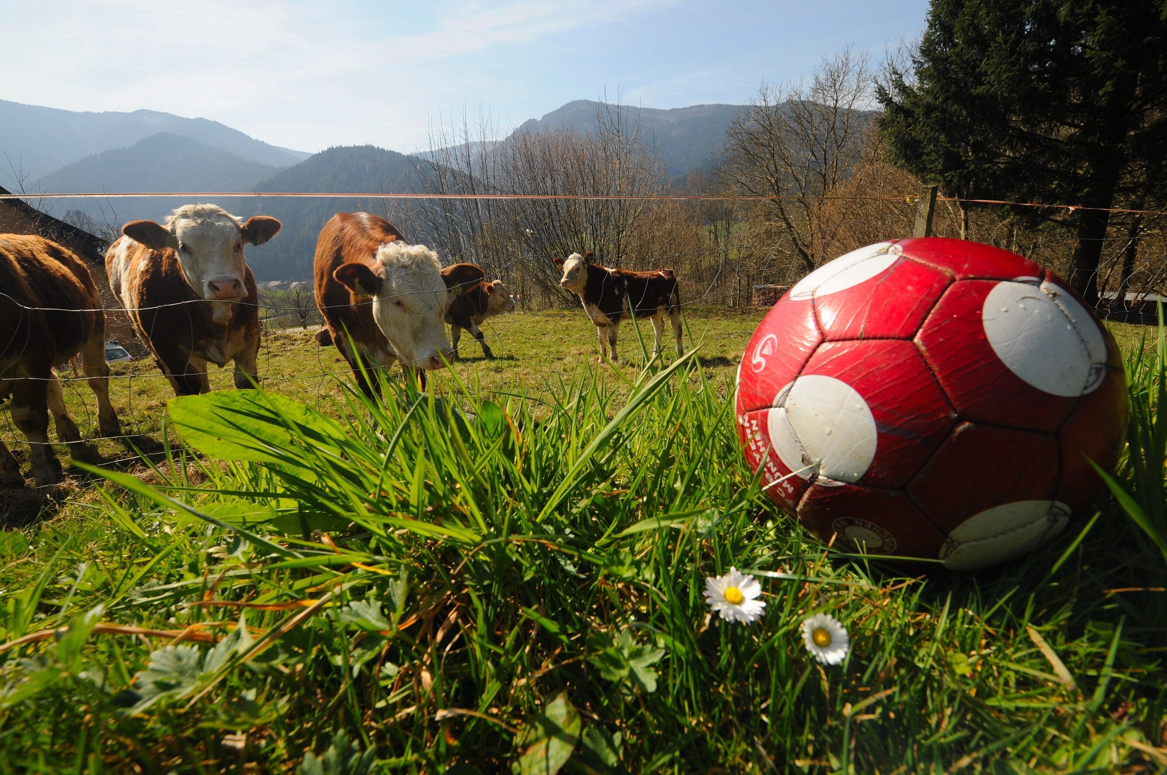 Ein Fußball auf Gras mit Kühen im Hintergrund.