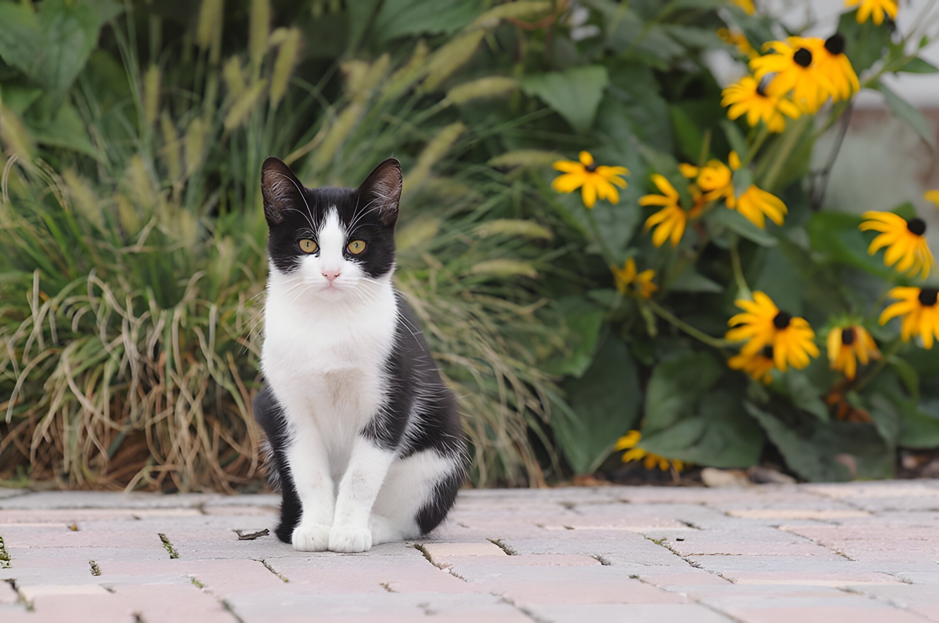 A black and white cat sitting on a paved surface with yellow flowers and green foliage in the background.