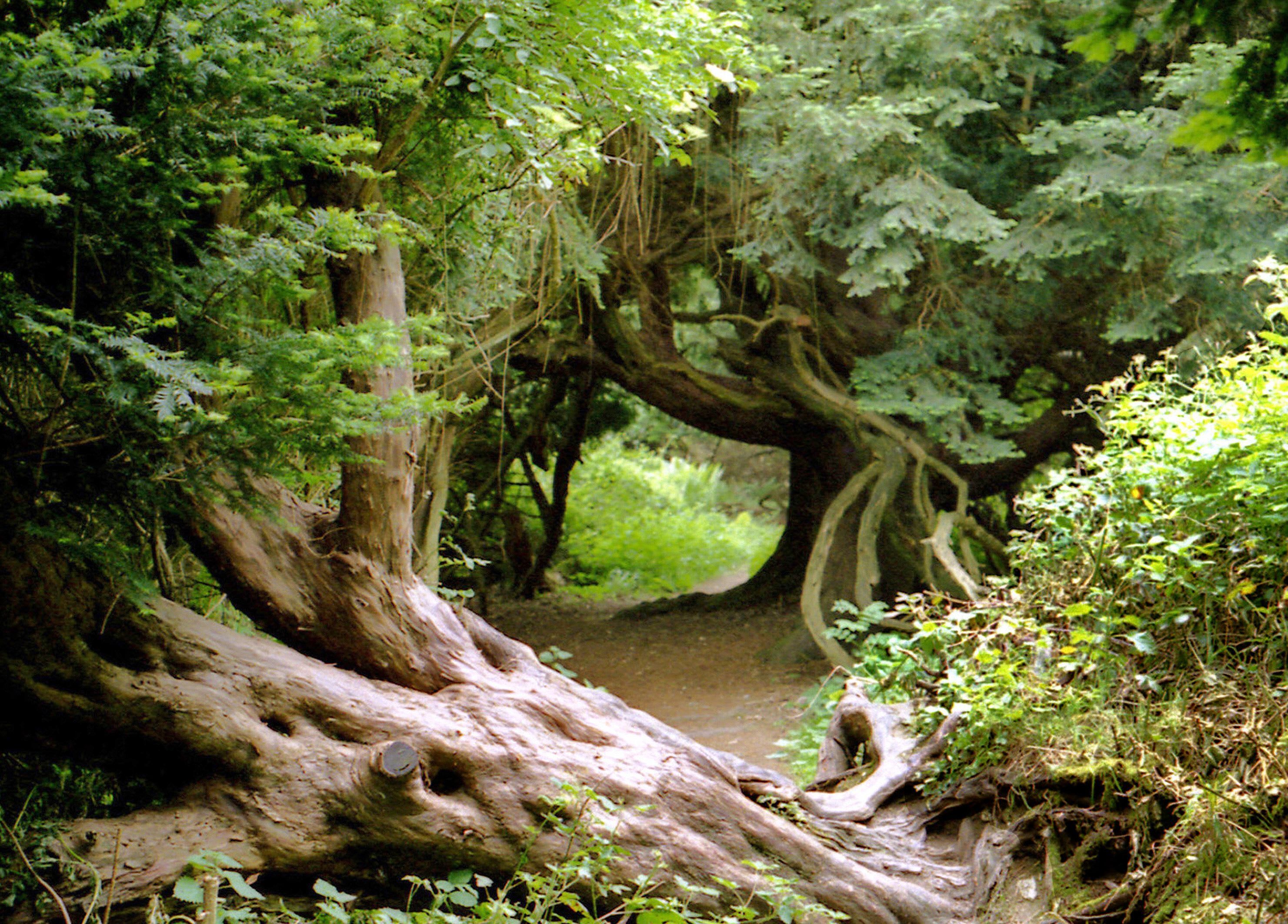 A forest scene with a large fallen tree trunk in the foreground and dense greenery.