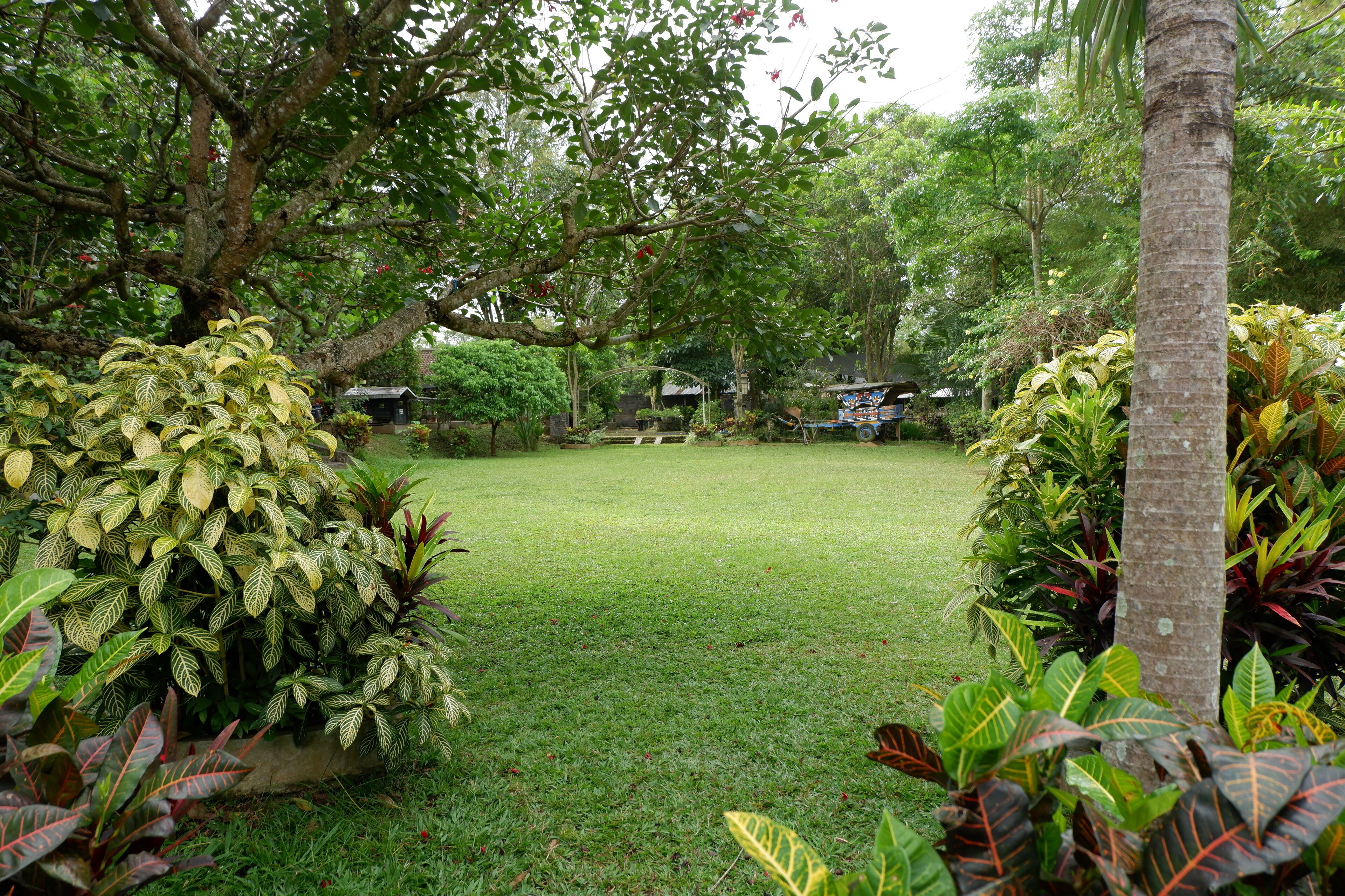 A lush garden with a variety of plants and a grassy lawn.