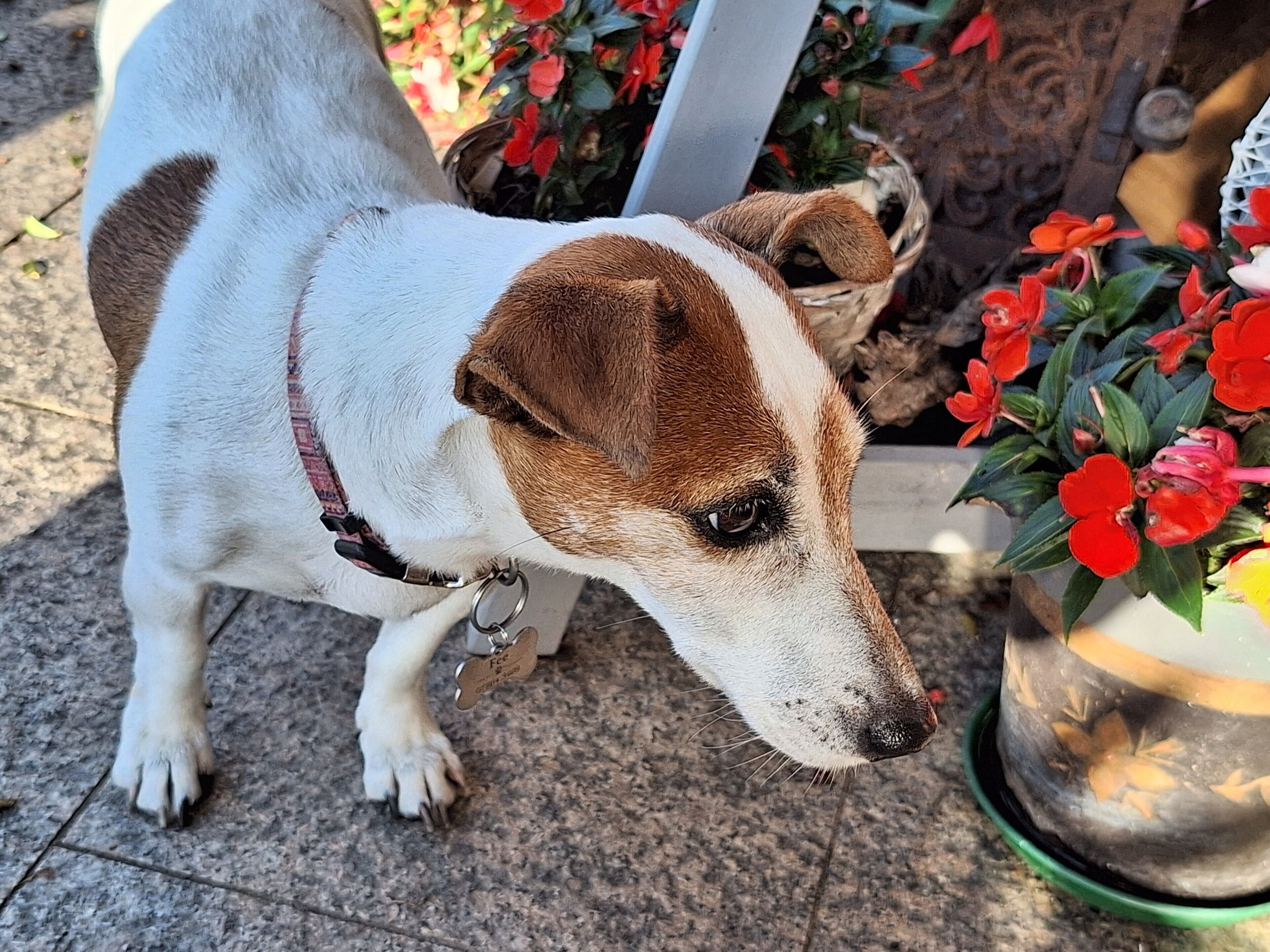 A dog with a collar standing on a tiled floor.