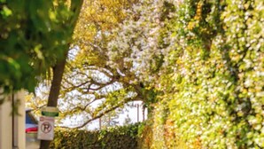 A narrow alleyway with a 'No Parking' sign, surrounded by lush greenery and a tree with white blossoms.
