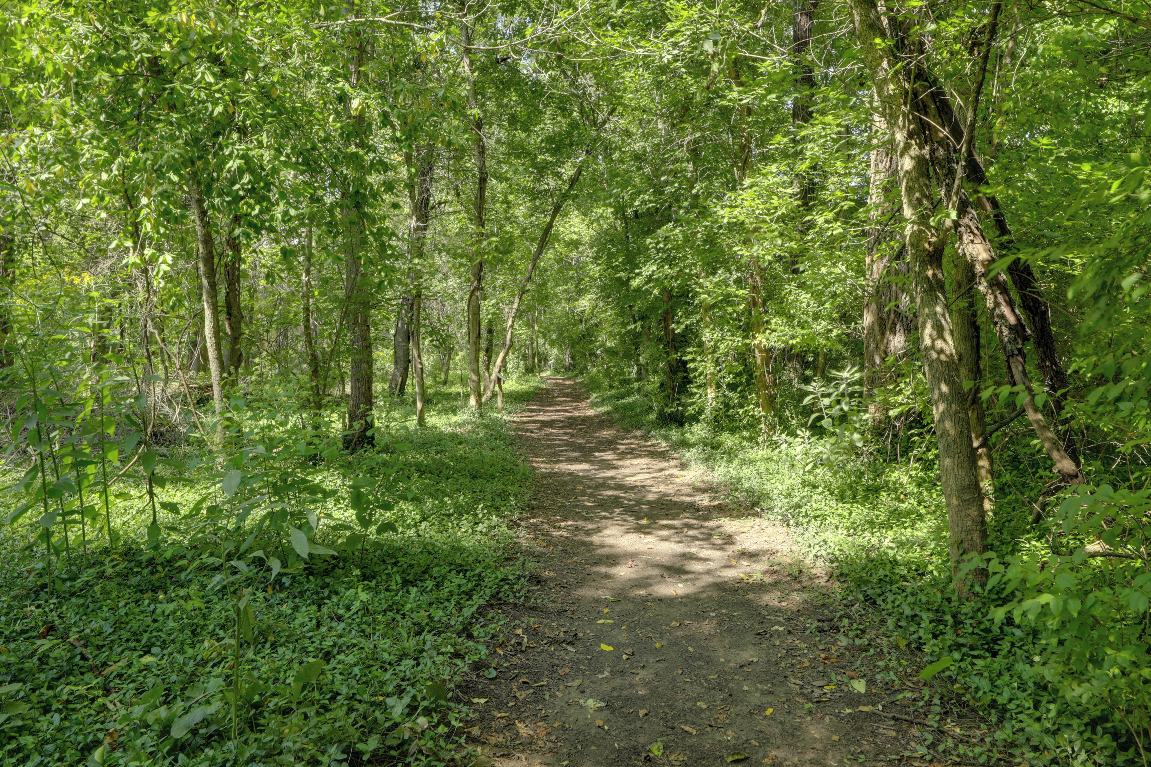 A forest path surrounded by dense green foliage.