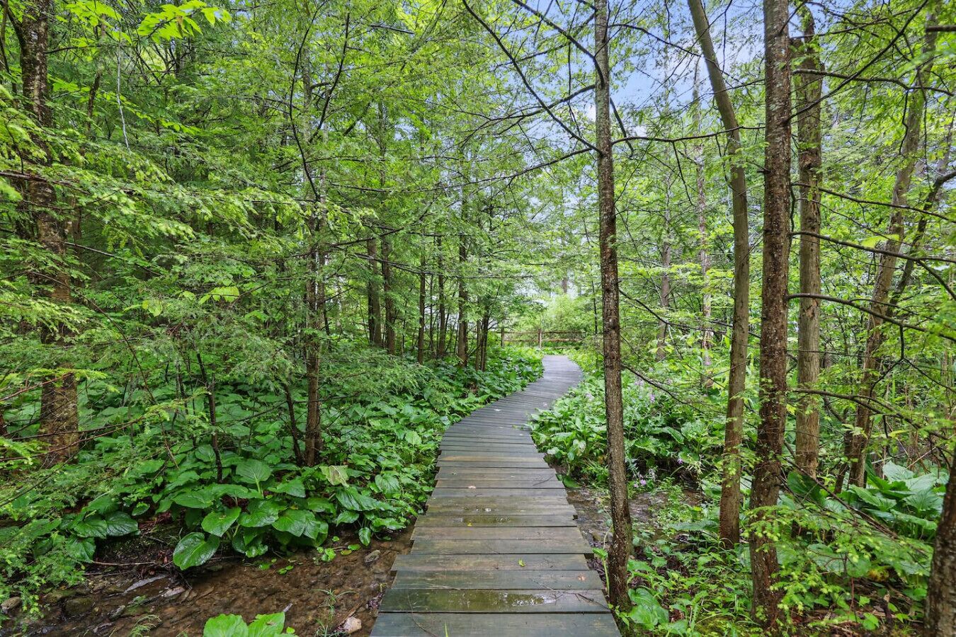 Une promenade en bois serpente à travers une forêt dense, où les arbres sont hauts et la végétation luxuriante.