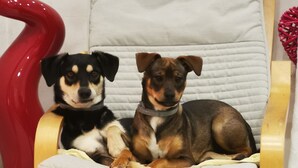 Two dogs sitting on a wooden chair with a white cushion.