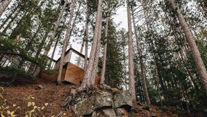 Une cabane nichée au milieu de grands pins, entourée d’une forêt dont le sol est recouvert d’aiguilles de pin et de feuilles.