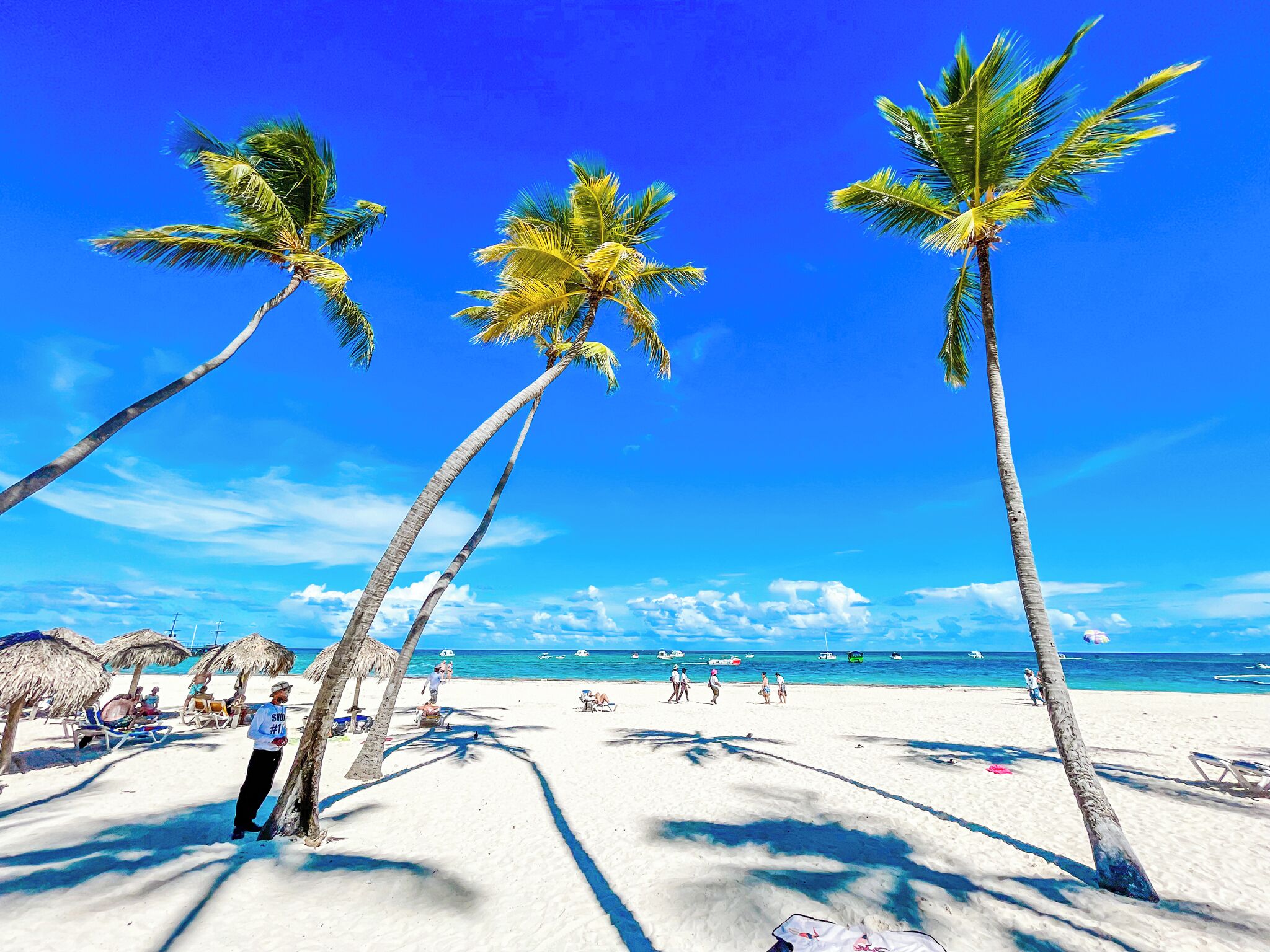 Una playa con palmeras, cielo despejado y orilla arenosa.
