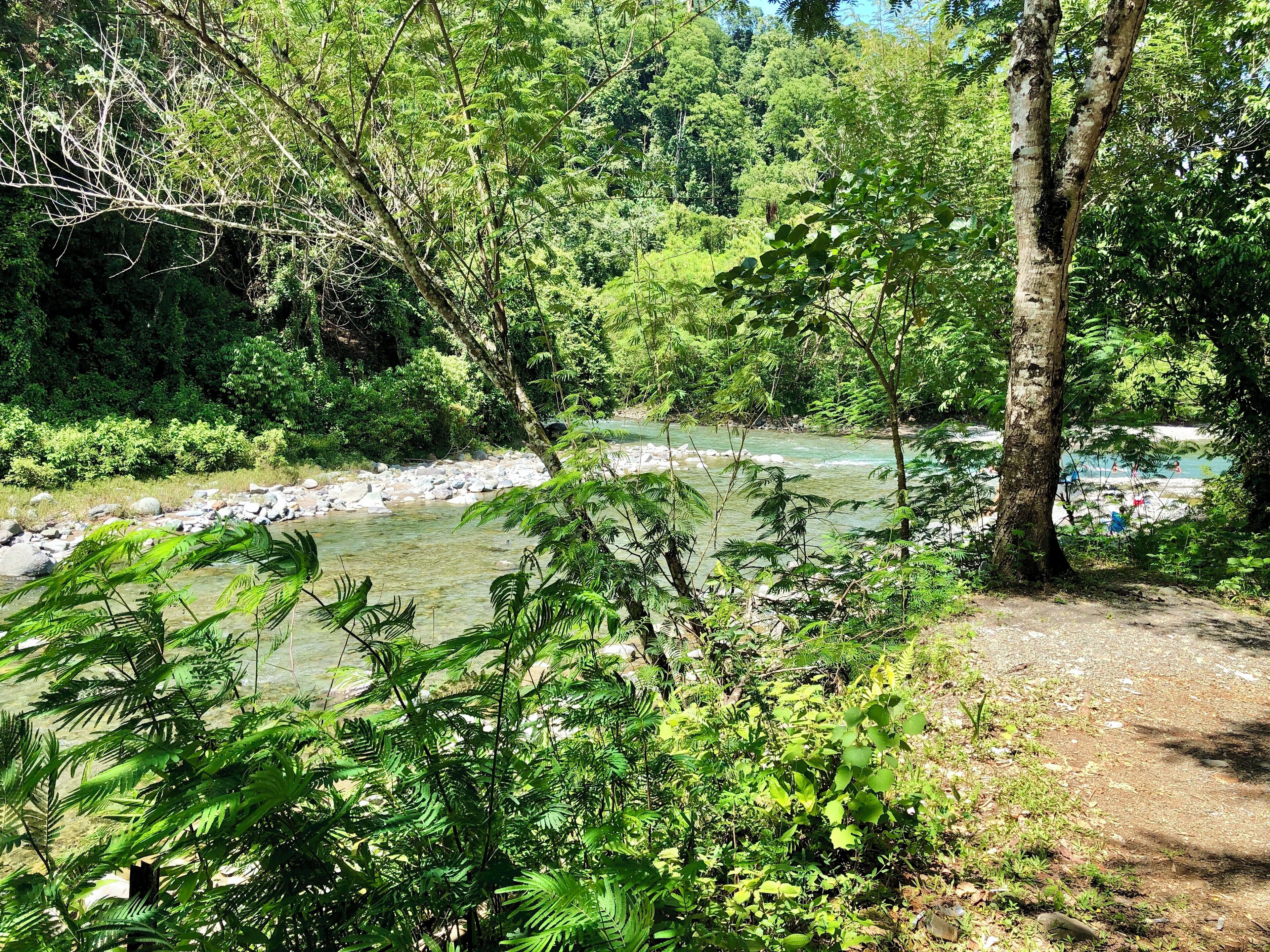 A river surrounded by dense greenery and trees.