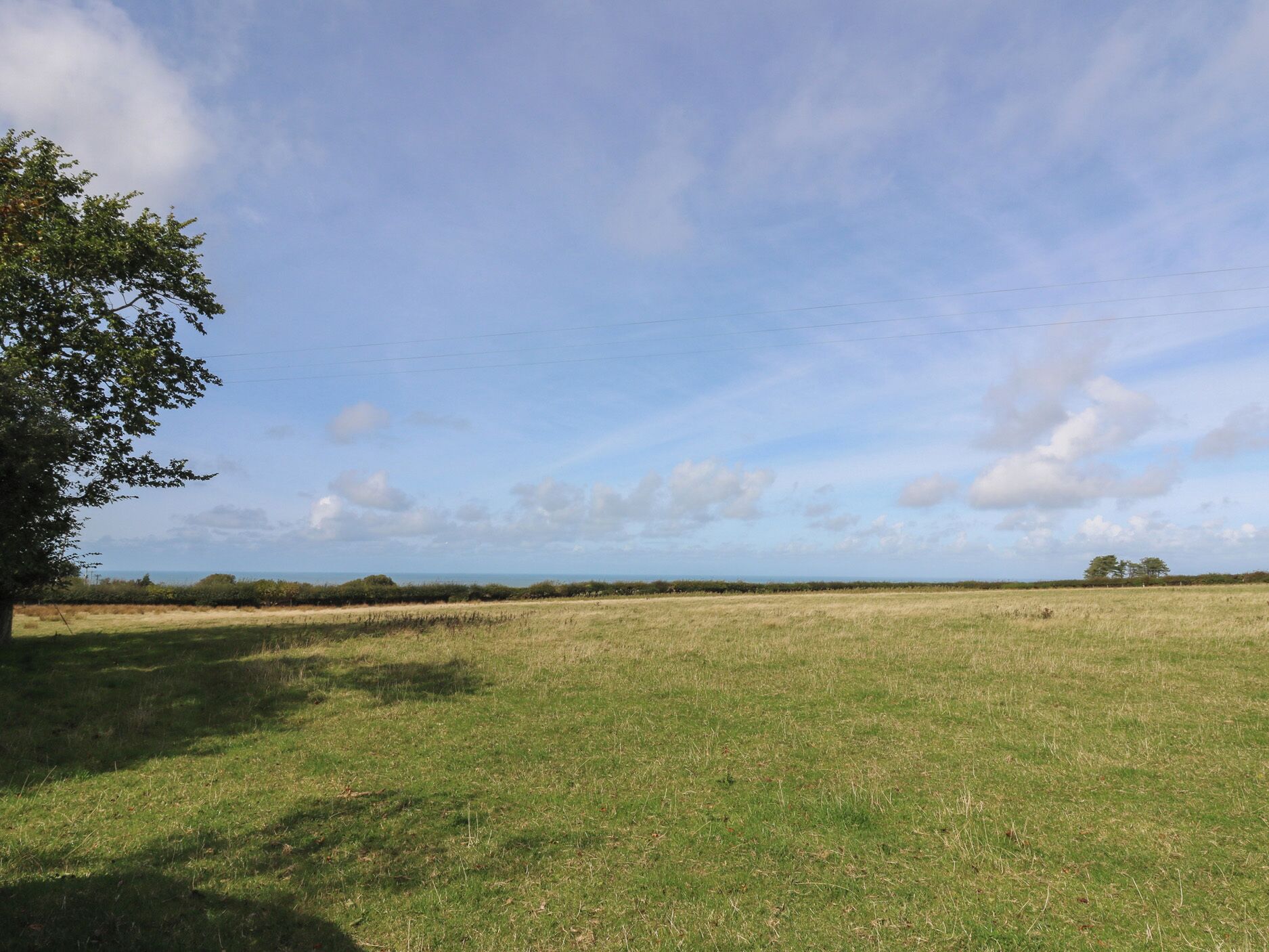 A grassy field with a tree on the left and a clear sky.