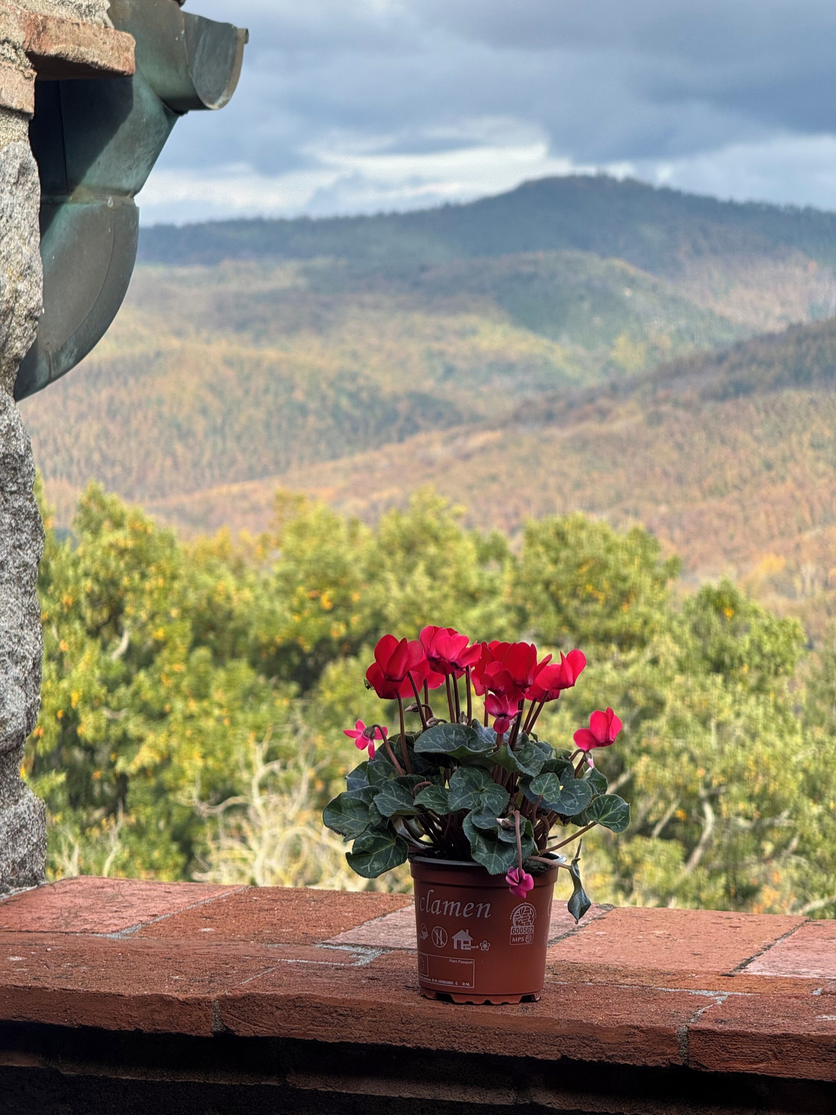 A potted plant with red flowers on a brick ledge with a mountain view in the background.
