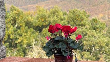 A potted plant with red flowers on a brick ledge with a mountain view in the background.