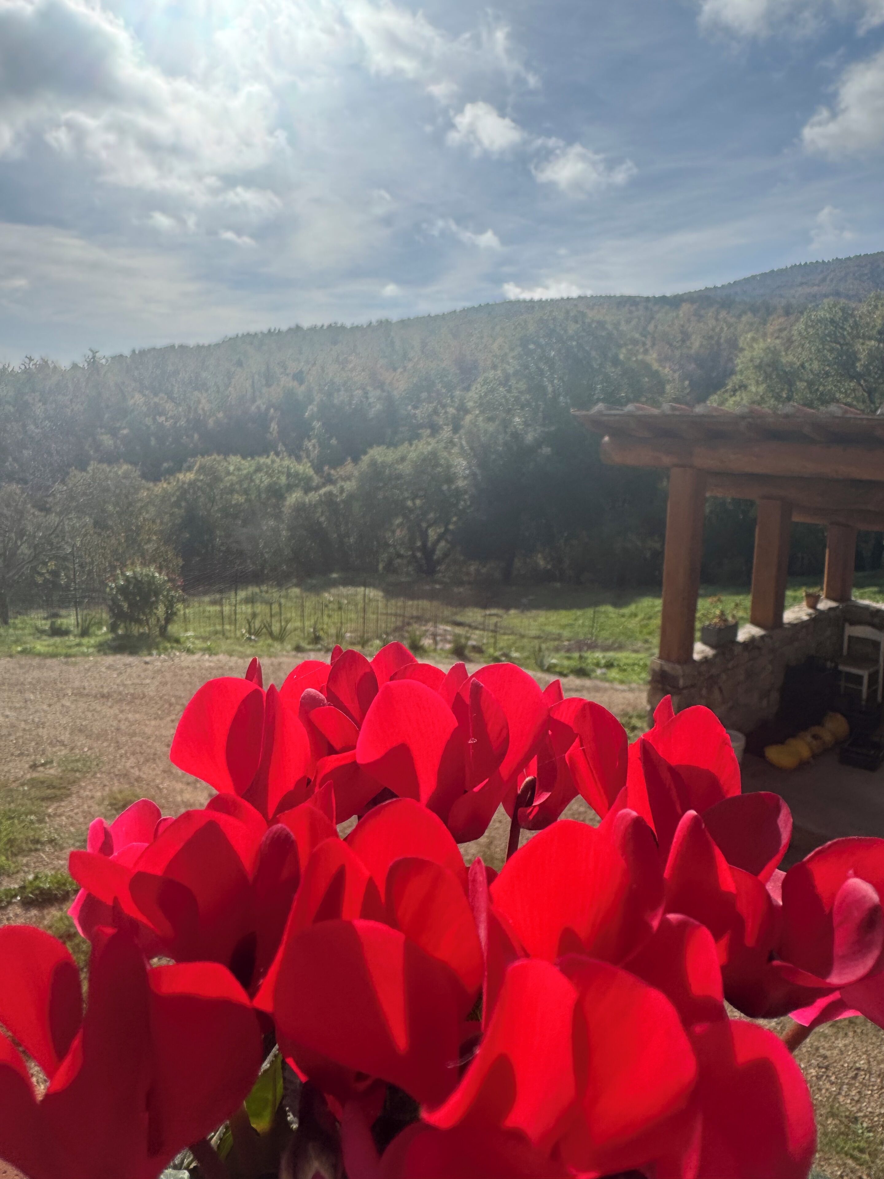 Un jardín con flores rojas en primer plano y una estructura de piedra al fondo.