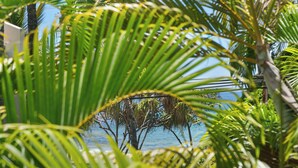 A tropical setting with palm trees and a view of the sea. - Maui Banyan A-202 by Maui Rental Group (Kihei)
