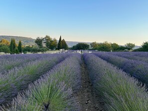 A lavender field with rows of lavender plants.