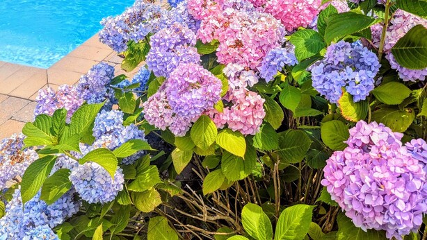 A swimming pool surrounded by vibrant hydrangea flowers in various colors. - Chatham Family Retreat w/ Heated Pool (Chatham)