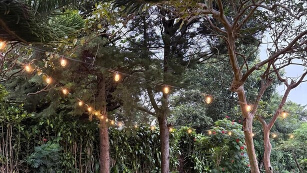A grassy outdoor area with trees and string lights. - Villa San Carlos (Juayua)