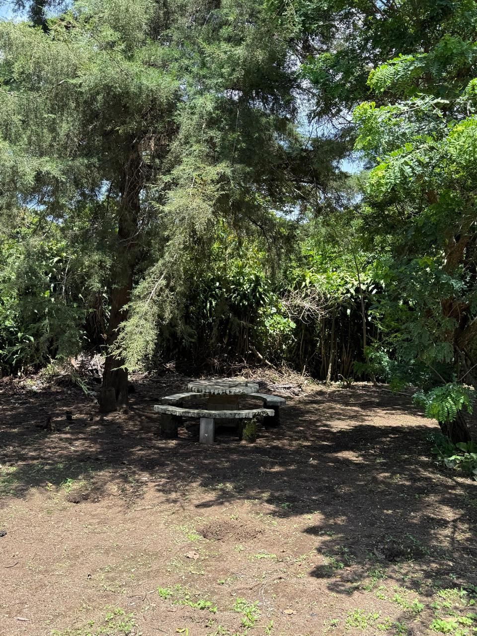 Um ambiente natural com um banco de pedra rodeado por folhagem densa e árvores.
