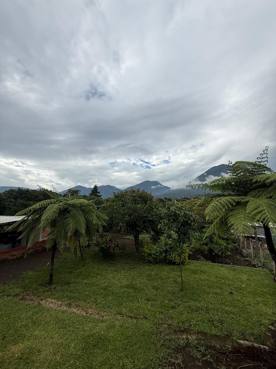 A grassy area with trees and a mountain in the background.