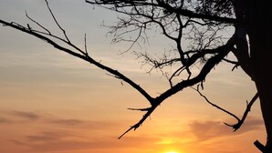 Ein Sonnenuntergang über dem Meer mit stilisierter Baumzeilen-Silhouette.