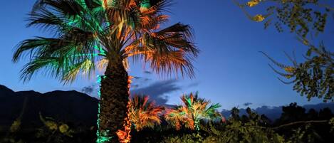 Een palmboom verlicht met kleurrijke lichtjes tegen een heldere nachthemel.