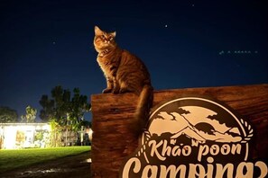 Un chat est assis sur un panneau en bois orné d’un logo et d’un texte.