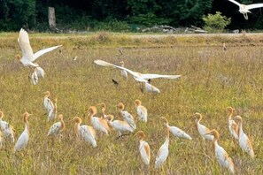 A group of birds in a natural setting. - Khao Poon Camping (Kanchanaburi)