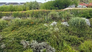 A landscaped garden with various plants and trees, a pathway, and a building in the background. - 1 bedroom accommodation in Newquay (Newquay)