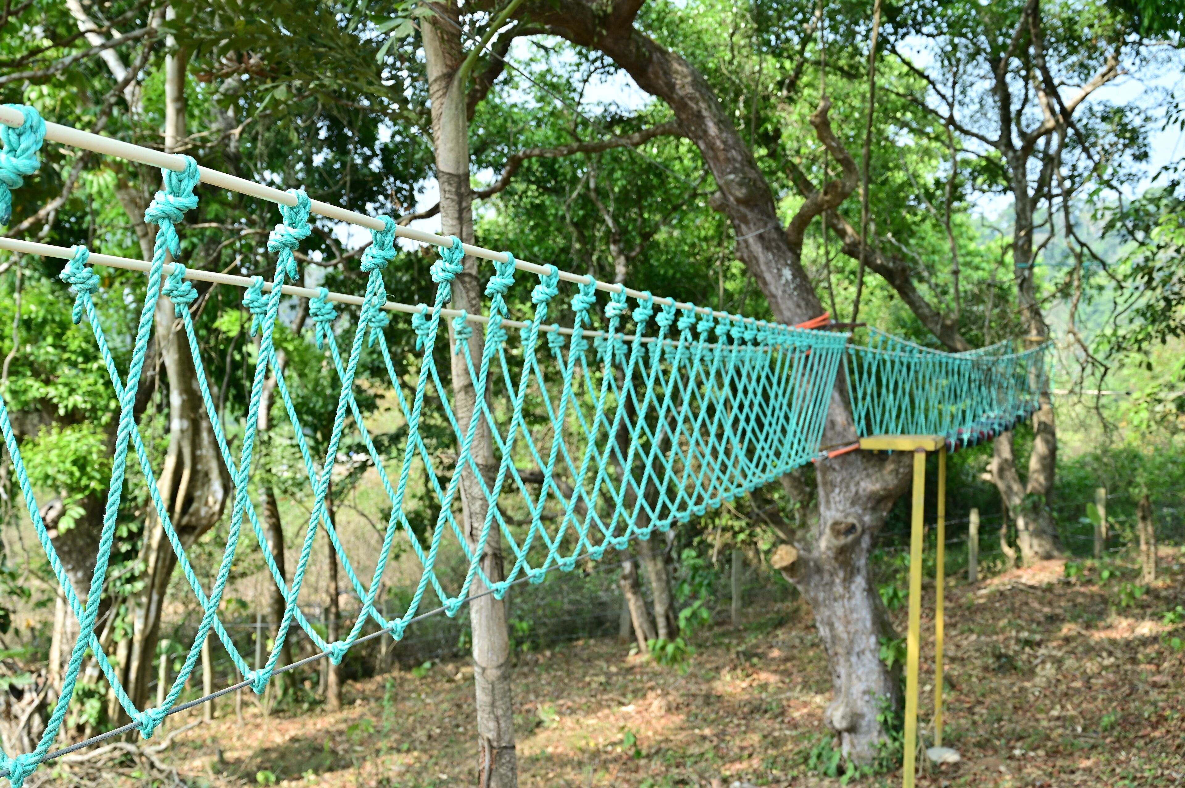 Un puente colgante en un área boscosa.