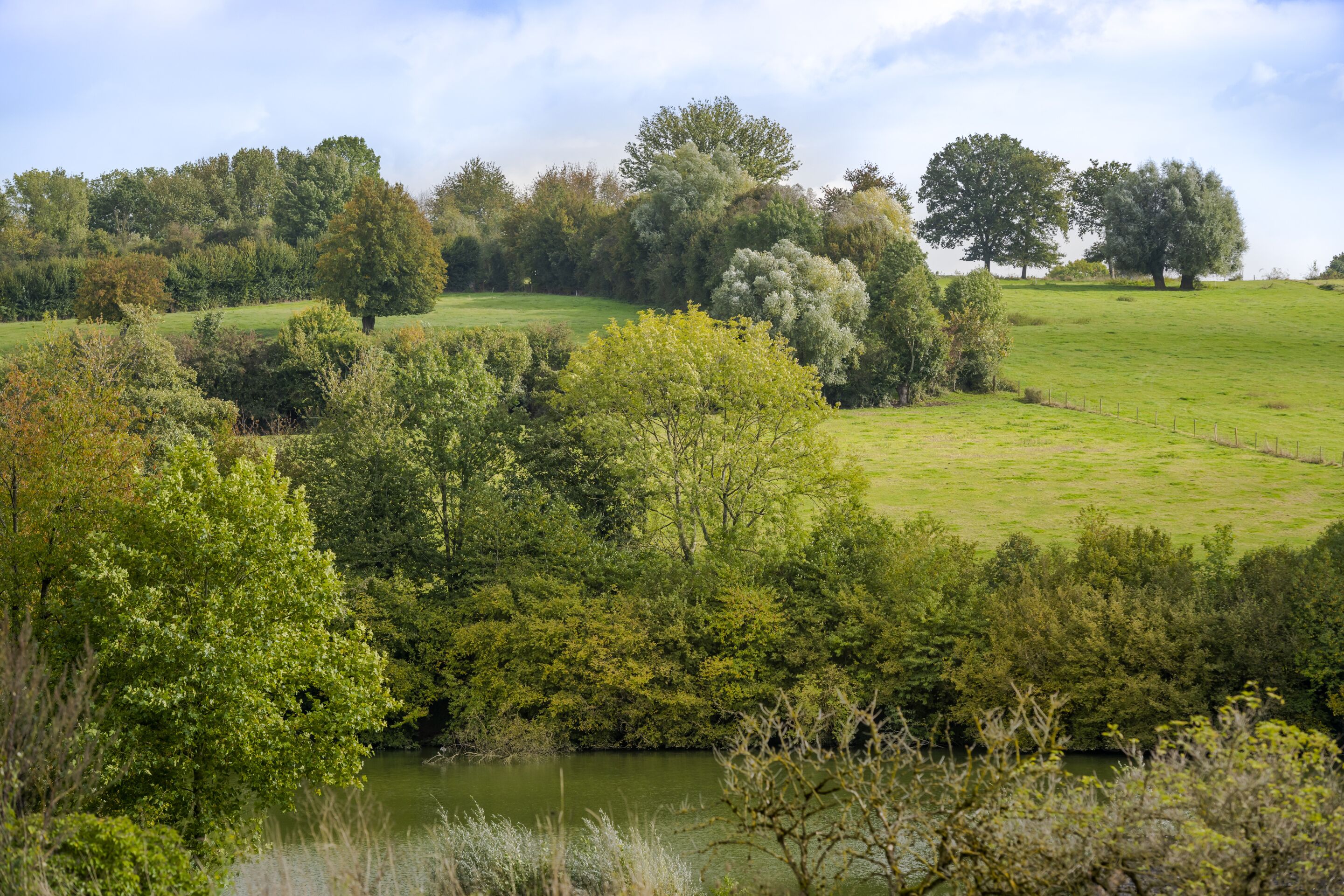 A lush landscape with a variety of trees and a grassy field.