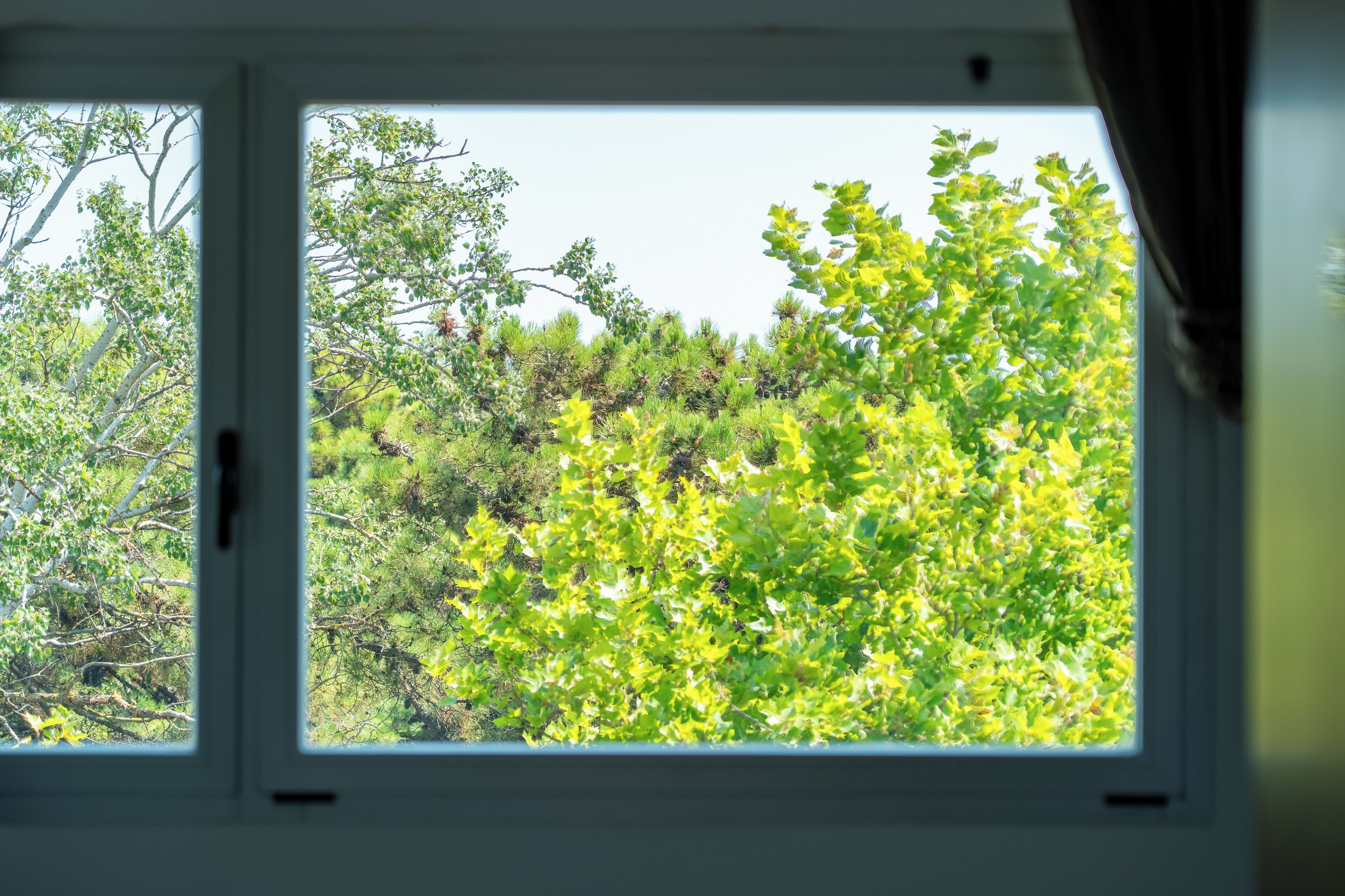 A window with a view of dense green foliage and trees.