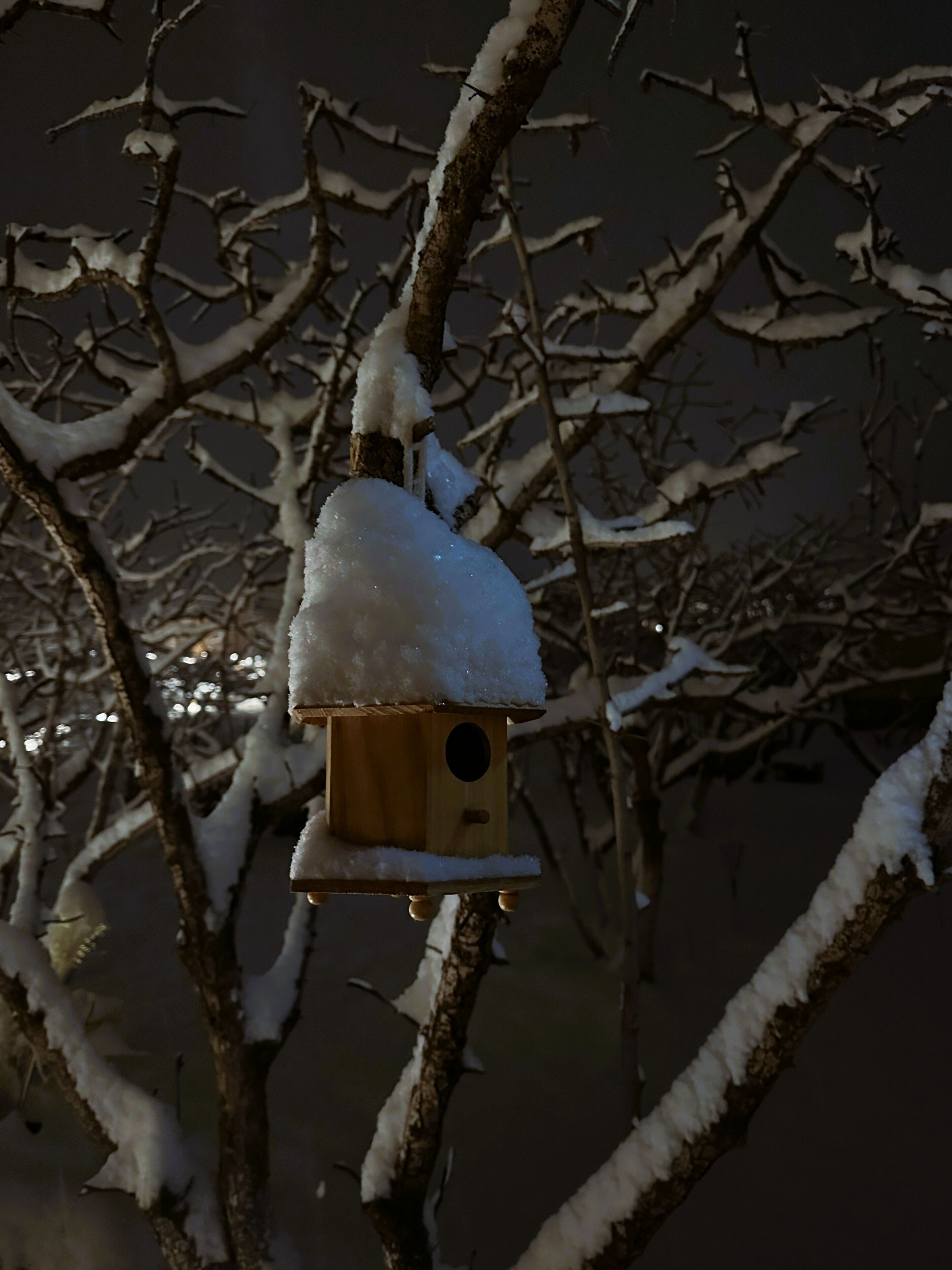 Une nichée à oiseaux en bois, recouverte de neige, suspendue à une branche d’arbre dénudée.