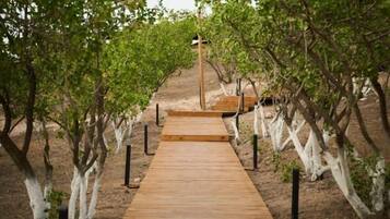 A wooden pathway leading through a vineyard with rows of trees.