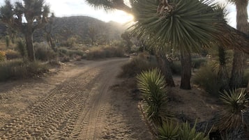 A desert landscape with a dirt road, Joshua trees, and sparse vegetation.