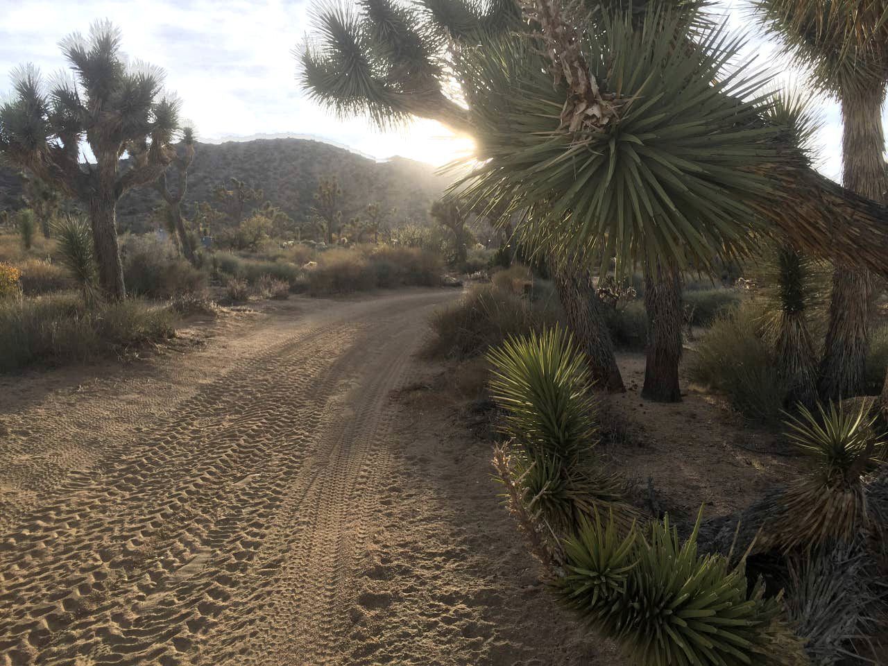 A desert landscape with a dirt road, Joshua trees, and sparse vegetation.