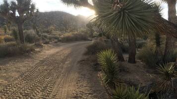 A desert landscape with a dirt road, Joshua trees, and sparse vegetation.