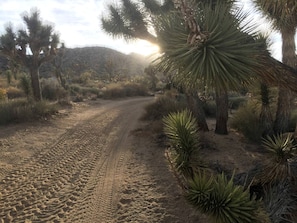A desert landscape with a dirt road, Joshua trees, and sparse vegetation. - Romantic Yucca Valley Cabin with Hot Tub (Yucca Valley)