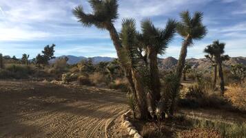A desert landscape with sparse vegetation, including a distinctive Joshua tree, and a clear sky.
