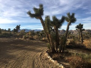 A desert landscape with sparse vegetation, including a distinctive tree with a unique shape.