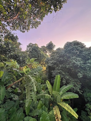 A dense tropical forest with various green foliage and trees.