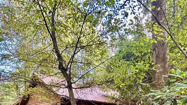 A rustic cabin with a wooden exterior, a porch, and a small deck. - Moonlight Creekside Honeymoon Adult Only Cabin accepts small pups up to 20 lbs (Sautee Nacoochee)