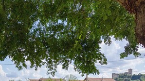 Un camino de grava que lleva a una casa rodeada de abundante vegetación y un cielo despejado.