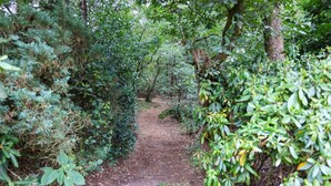 Een smal pad van aarde, omgeven door dichte begroeiing en bomen.