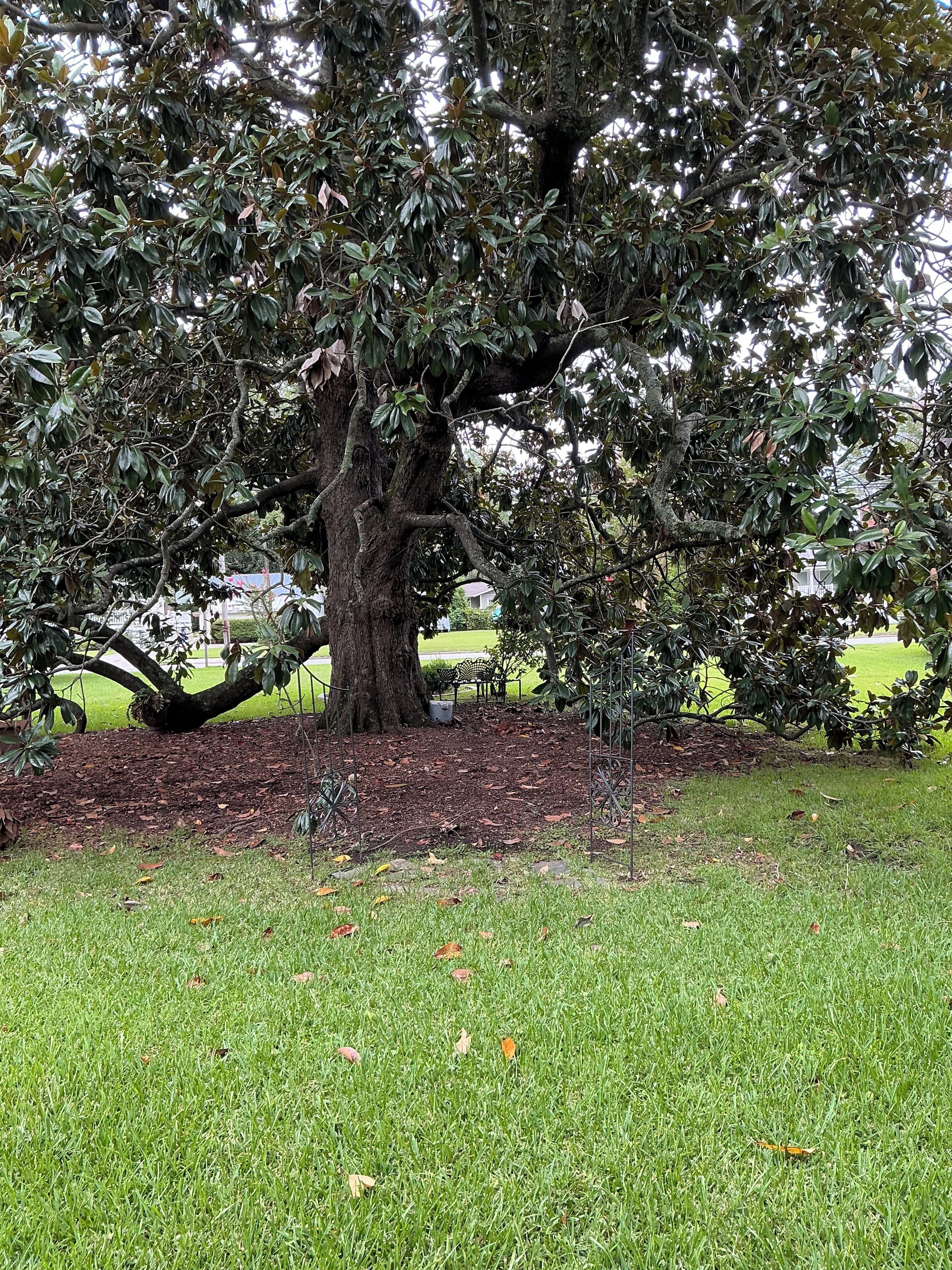 A large tree with a thick trunk and dense foliage in a grassy area with a metal bench and a fence in the background.