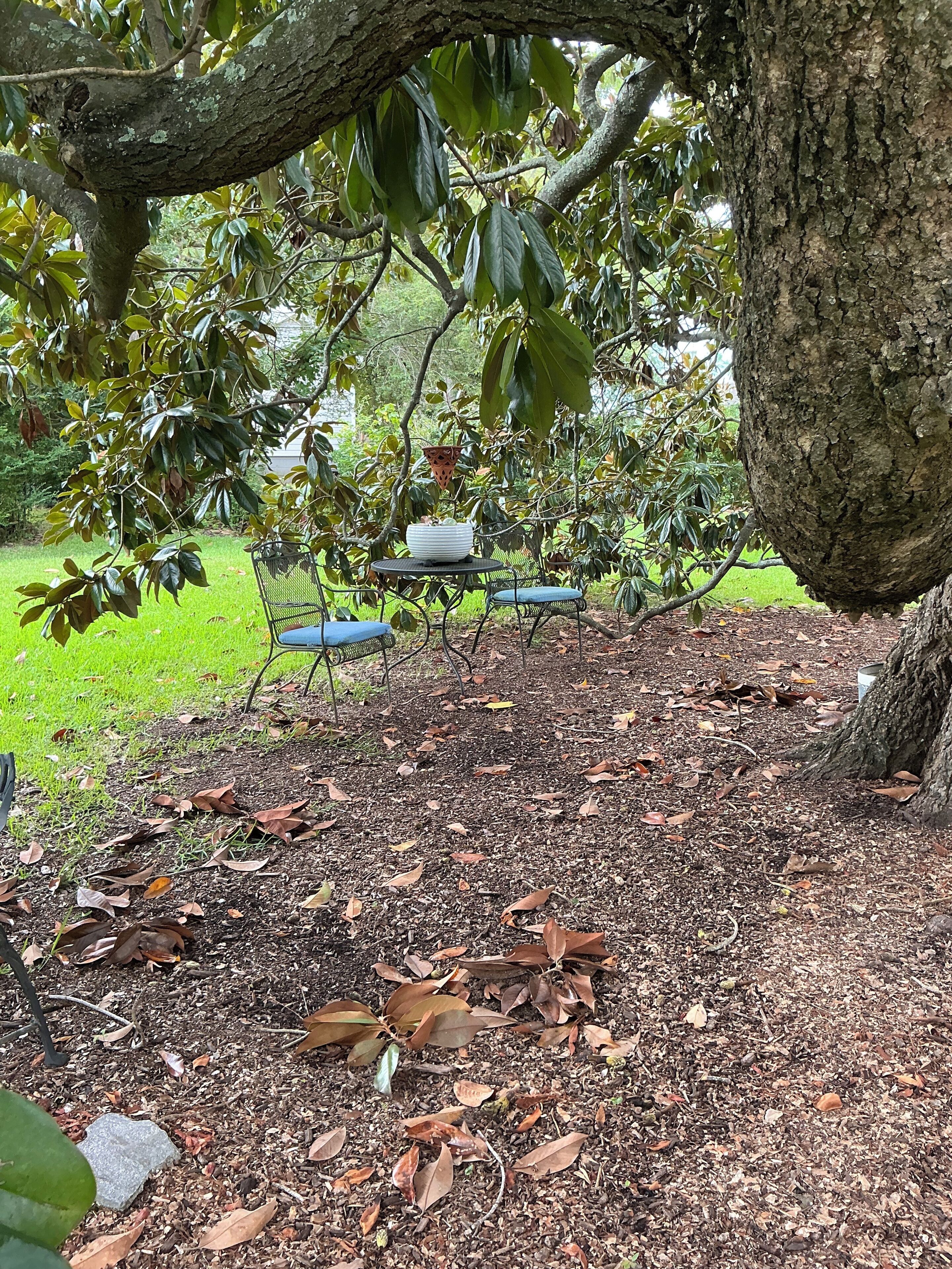 Un jardín con una mesa y sillas bajo un árbol, rodeado de follaje y hojas caídas.
