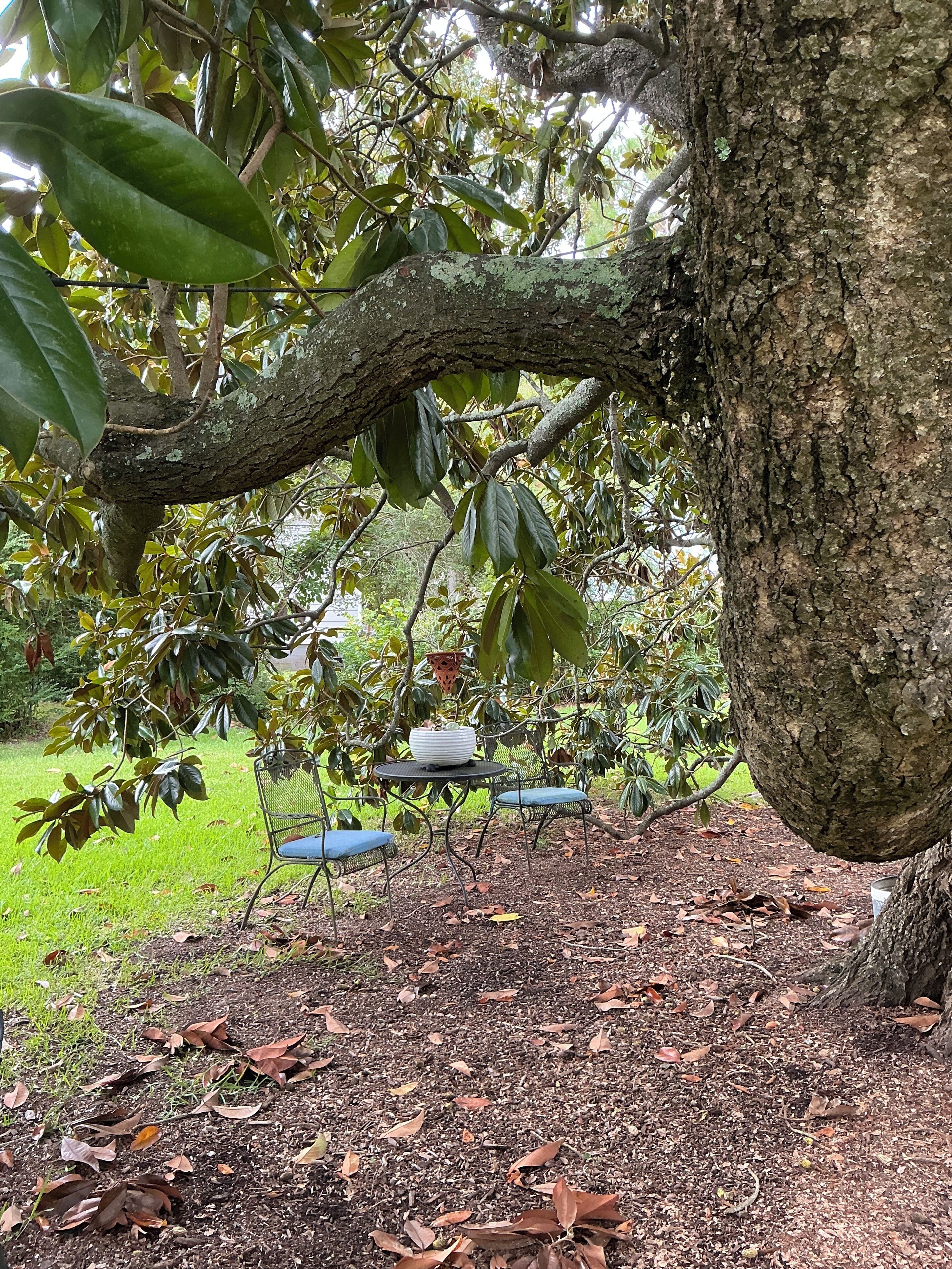 Un arbre sous lequel se trouvent un banc et une table.