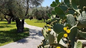 A pathway lined with cacti and olive trees, suggesting a natural, outdoor setting. - 1BR Alloggio Apartment (Isca sullo Ionio)